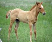 lot 35 H 2010 Palomino filly Pink Polly Feature Miss Toady Jack Pollyanna Feature She is bred to be a cat!
