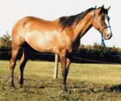 lot 60 H COMOS WHISTLER 2005 sorrel gelding H 4749247 JR King Playgirl Smooth King Buck Whistlers Playgirl I originally bought Joe from the Lauing s and have personally rode him since then.