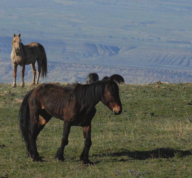 Photo 9. Bigfoot, chasing Starman s band with Mescalero in the background (the light roan stallion), makes a try for a Starman mare. June 2010.
