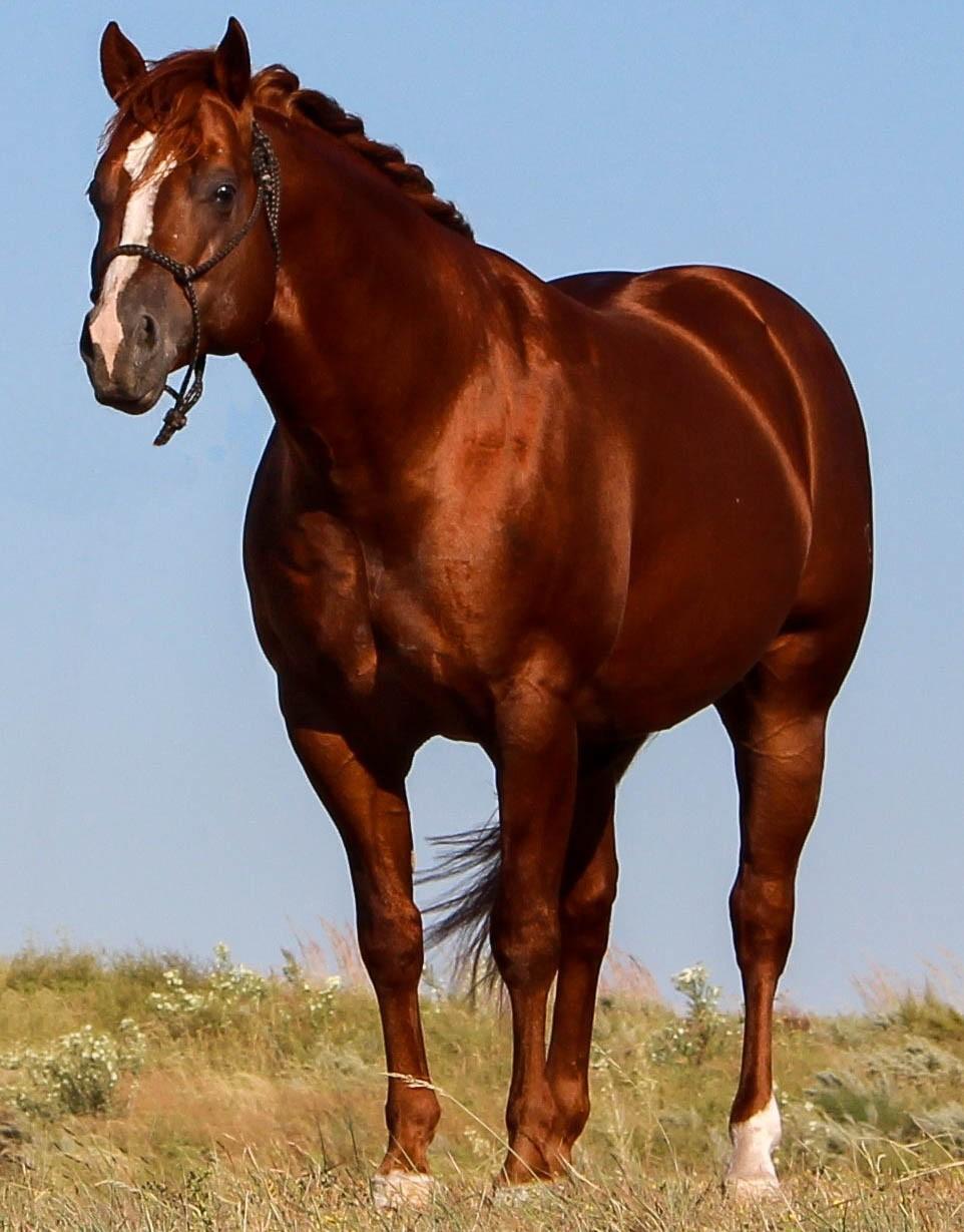 Standing at Cudd Quarter Horses FRENCHMANS CHUBBY AQHA #5163480 2008 Chestnut Stallion Frenchmans Guy Sun Frost Frenchmans Lady Docs Jack Frost