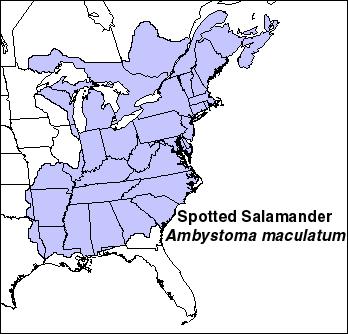 Teacher Information Fact Sheet for Spotted Salamander Ambystoma maculatum Kingdom: Animalia Phylum: Chordata Class: Amphibia Order: Caudata Family: Ambystomatidae - Mole Salamander Description: