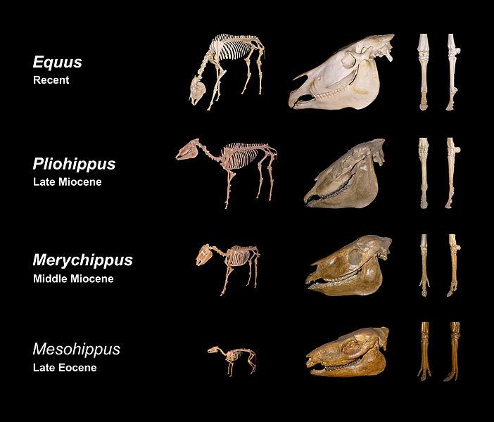 Part 4 - Changing Ideas about Horse Evolution We have explored some of the changes in horses including body size, diet, tooth characteristics, and foot/leg morphology.