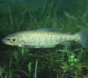 Freshwater Fish Freshwater fish live in lakes, ponds, rivers, and streams. Fish need food and oxygen in the water to live. Here are three common freshwater fish. Brown trout live in lakes and streams.