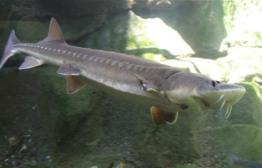 Seven Suspects Convicted in Columbia Gorge Sturgeon Racketeering Case Dispositions Approximately one year ago, OSP Fish and Wildlife Division completed the investigative portion of a complex case,