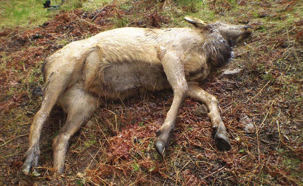 Wildlife / Hunting Fish and Wildlife Division Seeking Public s Help in Finding Who Killed and Left to Waste Two Cow Elk and a Cow Elk Yearling OSP Fish and Wildlife Division is asking for the