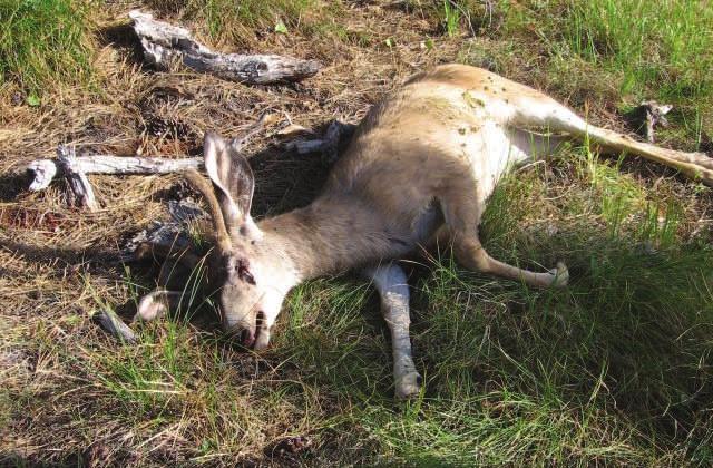 Wildlife / Hunting Suspect Charged with 40 Counts During the past several years, over a dozen deer have been found dead after they were shot and left to waste beside USFS roads north of Prineville.