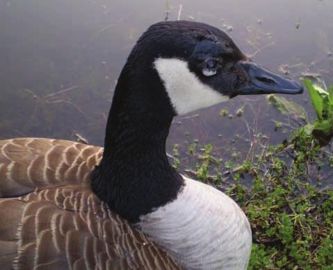 Juveniles Injured Goose and Eggs Wildlife / Hunting A citizen reported two juveniles throwing rocks at a Canada goose while she was attempting to protect her nest of five eggs in the Phillips Creek