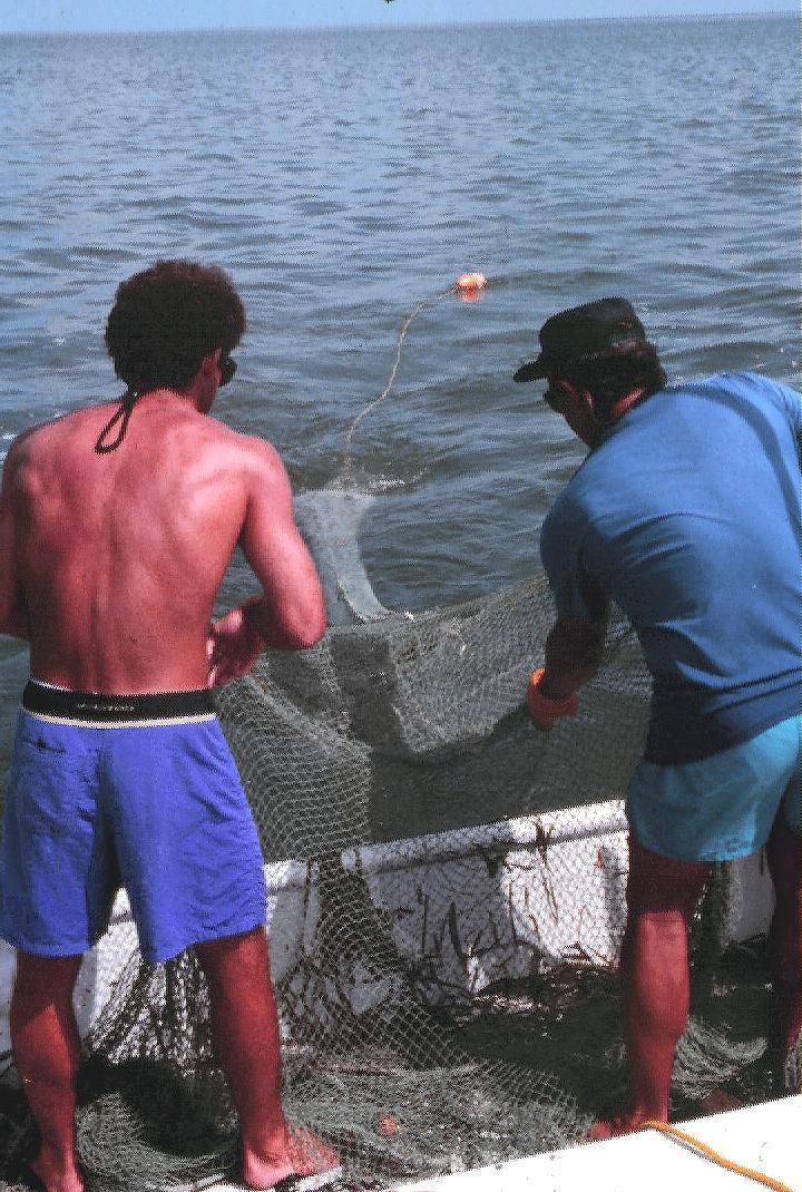 Sampling Gear Trawls were conducted over seagrass beds in three zones (B, C, & D) of the FKNMS, including both Atlantic and Gulf sides of the Keys,
