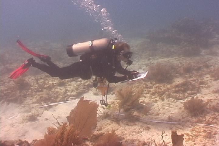 Visual censuses were conducted by SCUBA divers who enumerated and assigned a length estimation to certain fish within standardized areas using two