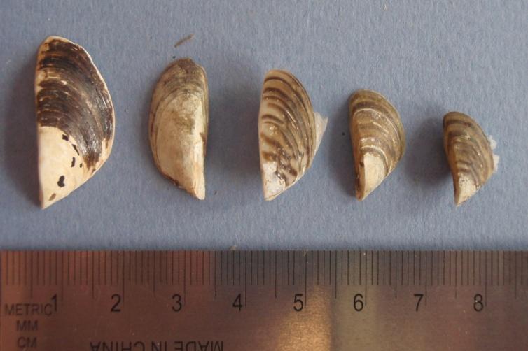 Identification Zebra and quagga mussels