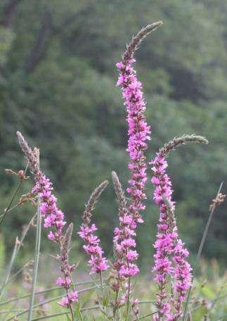Purple Loosestrife Imported from Europe late 1800s for gardens Crowds out