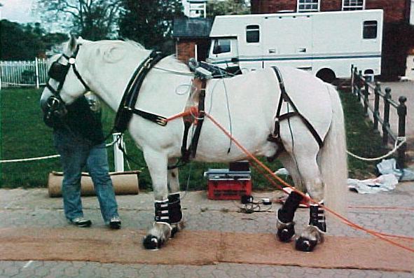 5 Figure 2. The horse used in the tests, equipped with foot instruments and recording equipment. The recording time of each run was determined by the memory capacity of the logger.