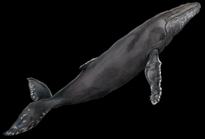 MARINE MAMMALS The order Cetacea, which includes whales, dolphins, and porpoises is divided into two suborders: Mysticeti and Odontoceti.