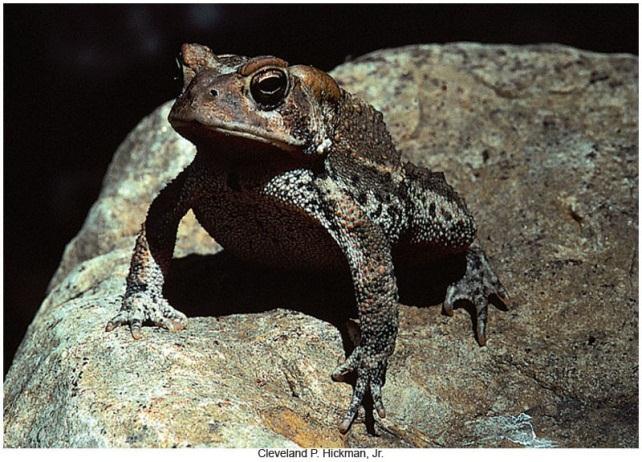 the tree frogs Family Bufonidae (true toads) Contains
