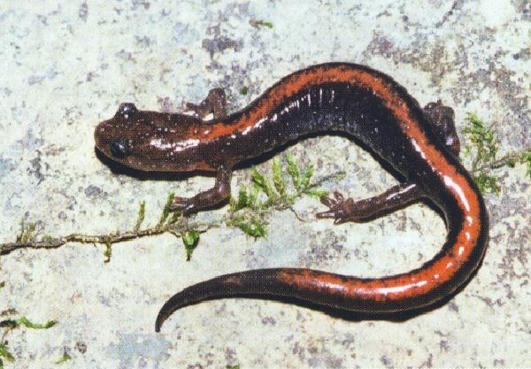 Salamanders & Newts: Order Caudata (Urodela) Approximately 553 living species are found primarily in northern temperate regions Most