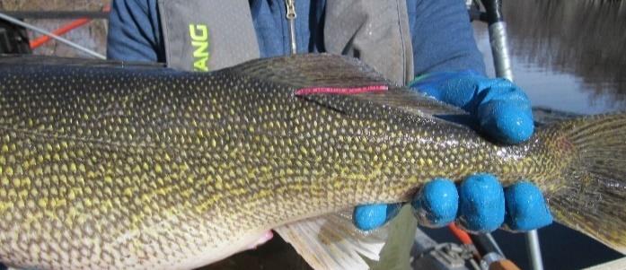 reached sexual maturity. The 2017 exploitation estimate was based of the tagging of 116 immature female walleye (range 14.1-19.