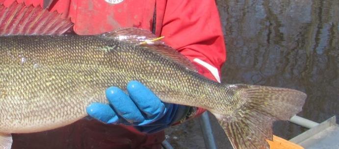 The Department will aim to tag immature female walleye in 2018 and future years to establish trends and evaluate harvest pressure on these immature walleyes.