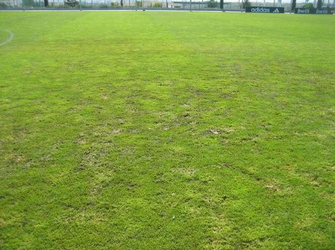 Training Ground The condition of the