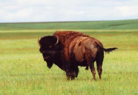Hunting Buffalo The buffalo, as pictured above, was the main source of livelihood for Native Americans living on the Great Plains, supplying almost everything they needed to survive, including food,