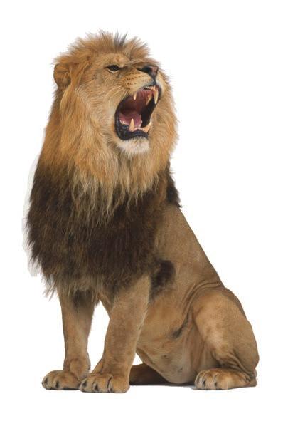 By the tenth century, the last European lions had disappeared from their home in the region near Georgia and Armenia. A male and a female lion.