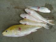 Japan South East Asia North America United Kingdom Poland KHV recently reported in confiscated illegal koi imports in the Philippines History In the past international movement of carp was governed