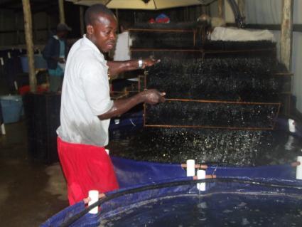 out of the brood fish facility Grow out Fry were kept in hatchery tanks and initially fed