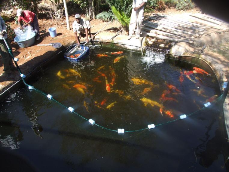6 monthly disease free testing procedure 1. After harvesting of earth ponds, fish were placed into holding ponds for observation for at least 2 weeks 2.