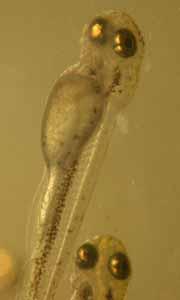 Grow out Fry were kept in hatchery tanks and initially fed Artemia spp.