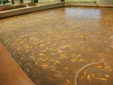 Principles of good biosecurity Access control Brood fish separated from hatchery and grow out facility Separate staff