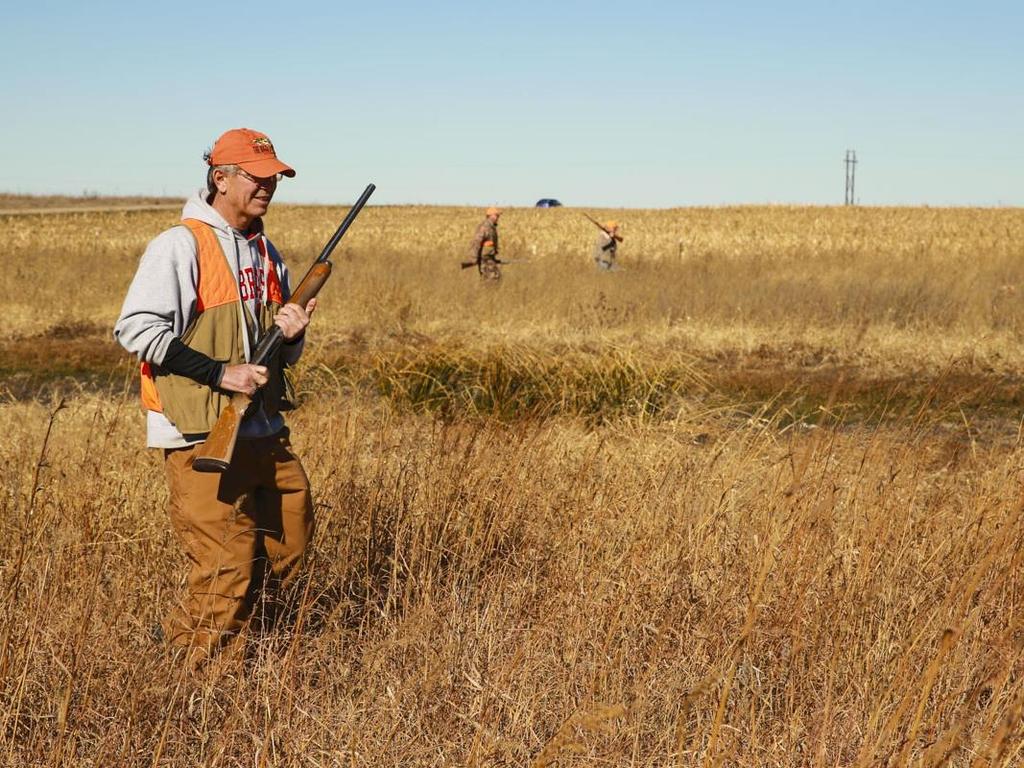 Pheasant Hunting in