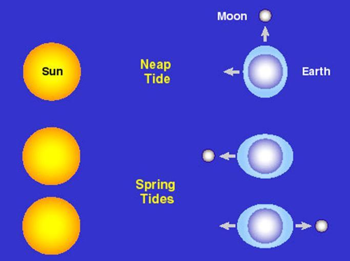 Diagram showing the positions of the Sun, the Moon and the Earth and the Tides: Q9. Distinguish between the spring tide and neap time. Spring Tide Neap tide 1. Spring Tides are high tides. 1. Neap tides are low tide.