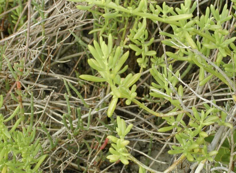 Perennial Glasswort,