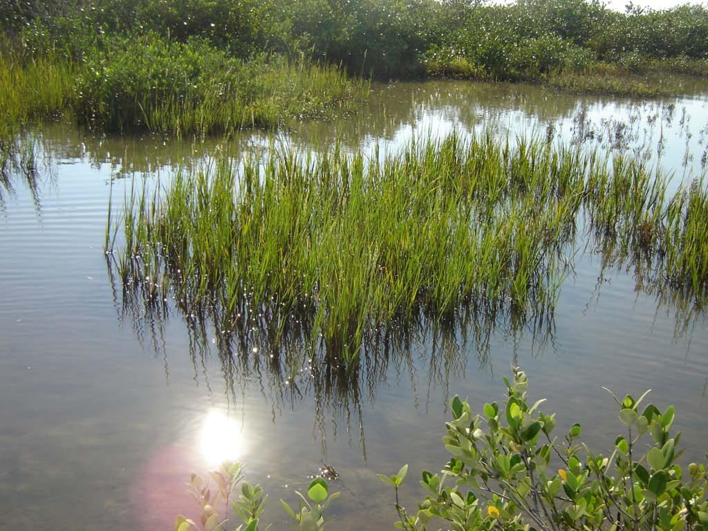 Outline Study Site: Indian River Lagoon, FL History and Restoration of Mosquito