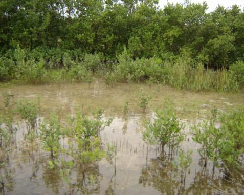 Brevard County: Preliminary Conclusions Restoration of natural elevation crucial to restoration of habitat Natural hydrology Decrease in