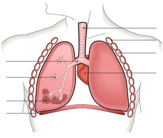 The Structure of the Lungs Use class resources to label the following diagram. The trachea and bronchi are surrounded by rings of cartilage to keep the airways open.