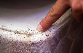 Signs of bed bugs Presence of bed bugs or empty bed bug