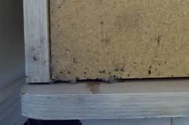 furniture or walls Insect excrement at the entry to