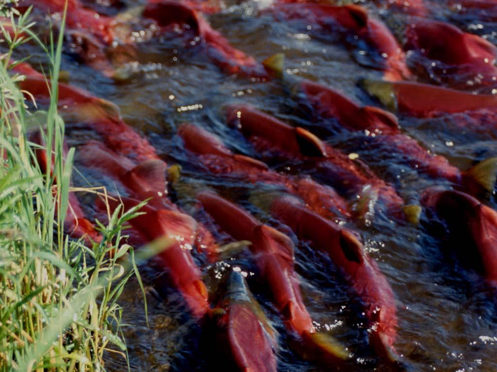 What time of day do salmon migrate upstream?