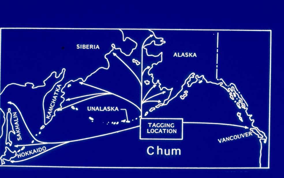 Distribution of chum salmon caught