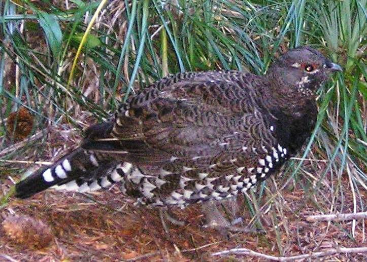As I hiked along the trail to the upper lake I noticed a few Spruce Grouse.