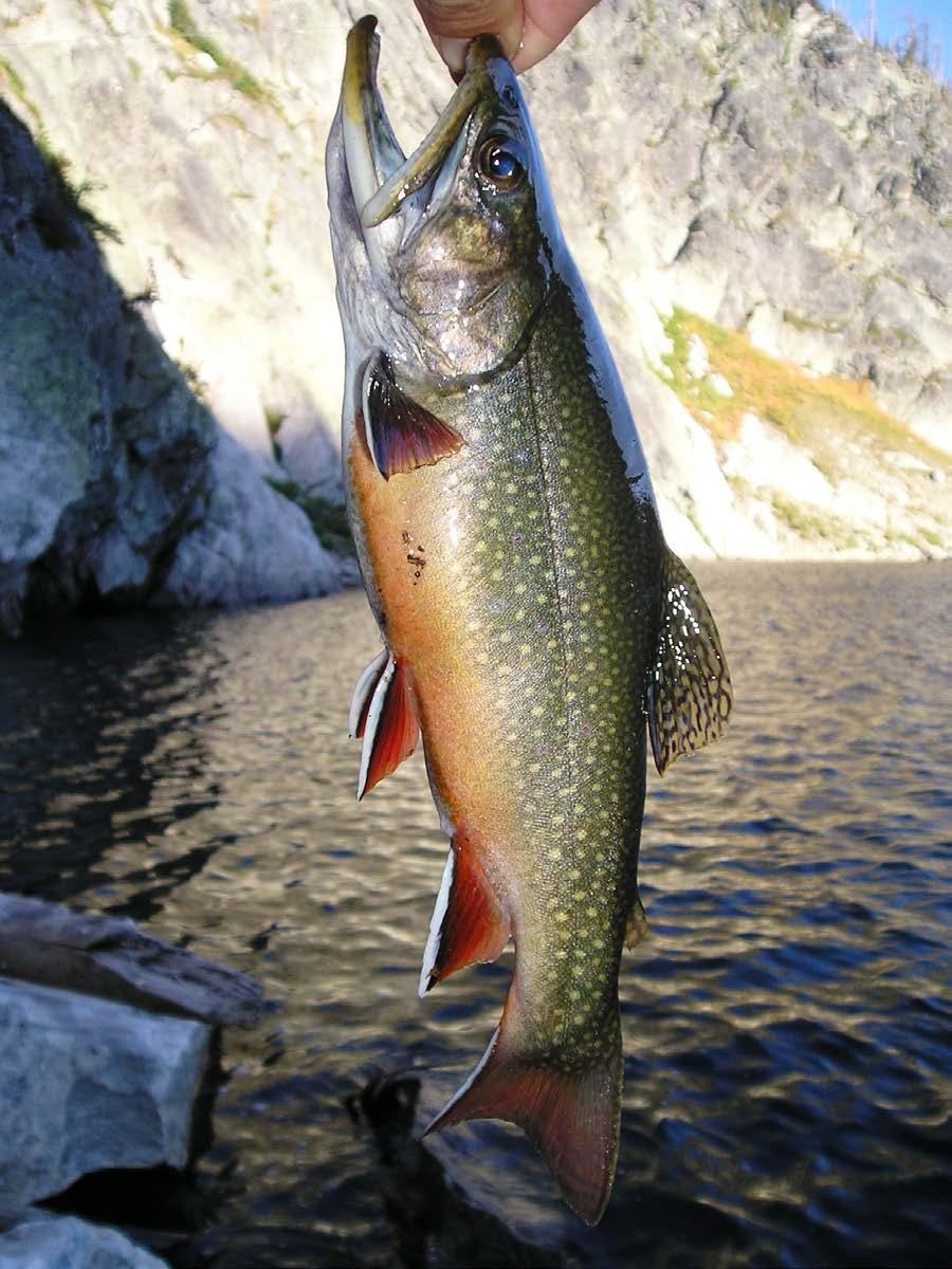 A nice Brook Trout