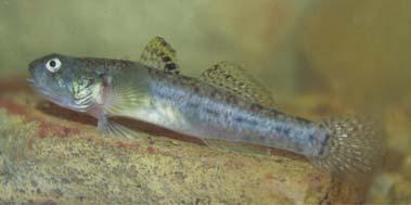 estuarine fish