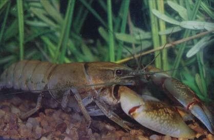 and  crayfishes