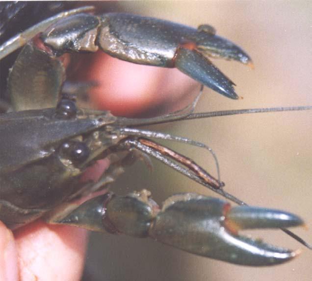 a) yabbie setae b) gilgie smooth Figure 15 Differences between the
