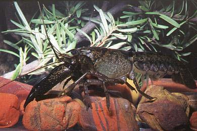 crayfish of Western Australia, including the Gilgie.