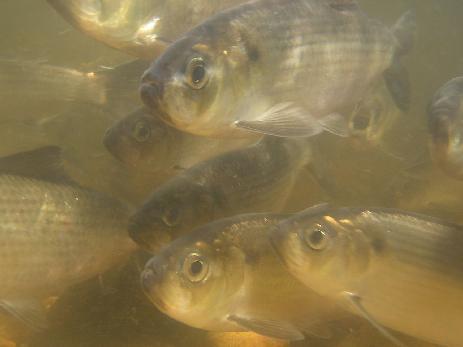 The Life History and Management of Alewife (Alosa pseudoharengus) Abigail