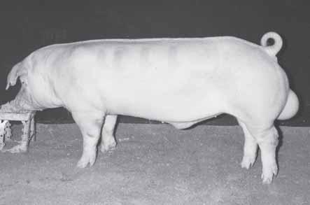 boars to be bred to Landrace gilts for the