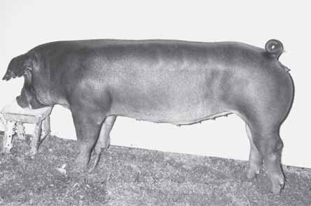 production of purebred gilts for the National