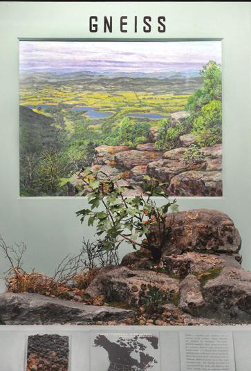Relation of Plants to Geology and Soil exhibit: The first two display cases show landscapes shaped by gneiss, which makes up Stissing Mountain, and limestone, which underlies the surrounding valley.