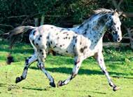 3hh and possessing of very correct conformation along with effortless, free flowing movement, he is a great cross on many different types.